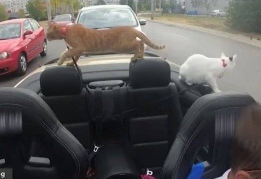 Порасна им работата: Софиянец разхожда котките си с БМВ кабрио |