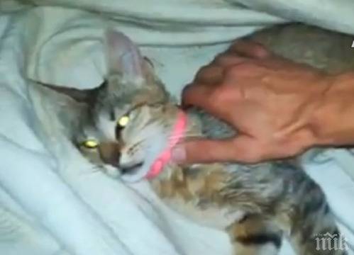 Изверг трови кучета и котки в центъра на Бургас