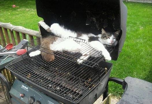 Забавни СНИМКИ на спящи котки удивиха мрежата |