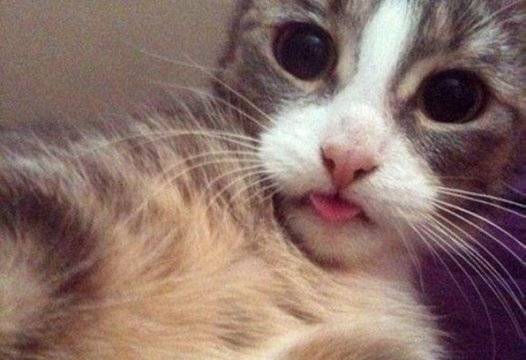 Как котките си правят СЕЛФИТА |