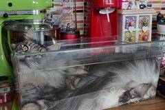 СНИМКИ на течни котки, които игнорират свойствата на твърдите вещества |