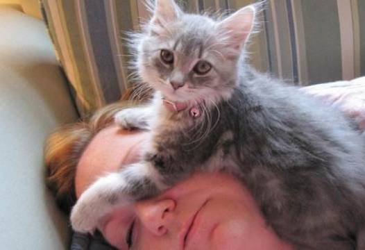 Ето защо котките обичат да спят върху главите на стопаните си |