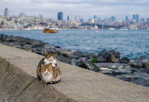 Влюбени улични котки очароваха интернет (СНИМКИ) |