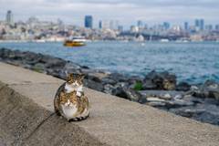 Влюбени улични котки очароваха интернет (СНИМКИ) |