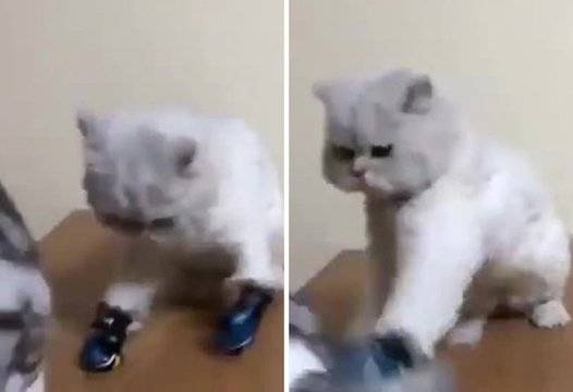 Собственик научи котката си да се боксира с ръкавици, вече има пострадал ВИДЕО |