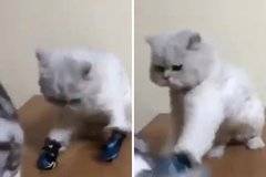 Собственик научи котката си да се боксира с ръкавици, вече има пострадал ВИДЕО |