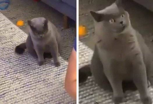 Реакцията на ревнива котка накара мрежата да се смее ВИДЕО |