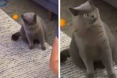 Реакцията на ревнива котка накара мрежата да се смее ВИДЕО |