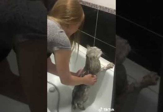 Вижте как котарак отговаря забавно на стопанката си, която го къпе ВИДЕО |