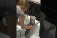 Вижте как котарак отговаря забавно на стопанката си, която го къпе ВИДЕО |
