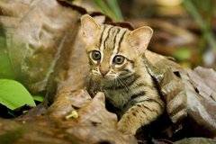 Най-малкото коте в света порази мрежата ВИДЕО |