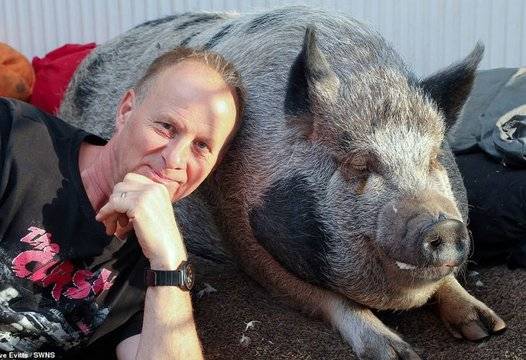 Мъж подари на жена си мини прасенце, но то се оказа обикновена свиня |