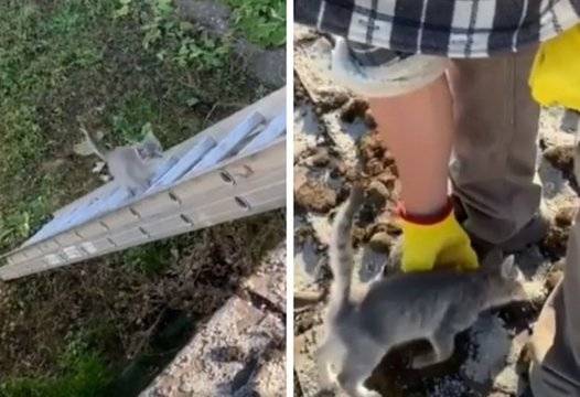 Котенце реши да помогне на собственика си и покори интернет ВИДЕО |