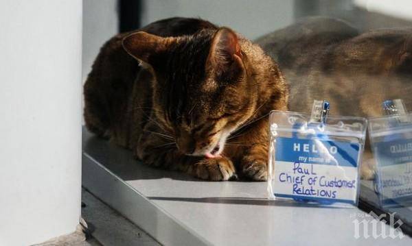 Назначиха котарак за завеждащ връзките с клиенти на гарата в Ливърпул