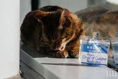 Назначиха котарак за завеждащ връзките с клиенти на гарата в Ливърпул