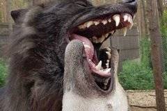 Кирил опитоми свирепи вълци и стана звезда в Instagram |