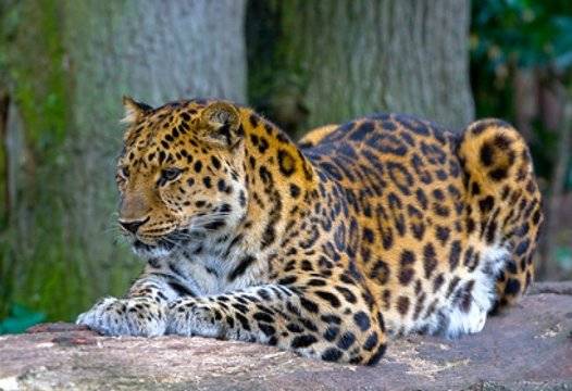 Маскиран леопард на СНИМКА влуди мрежата |