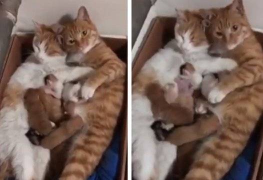 Мрежата се влюби в това задружно котешко семейство ВИДЕО |