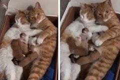 Мрежата се влюби в това задружно котешко семейство ВИДЕО |