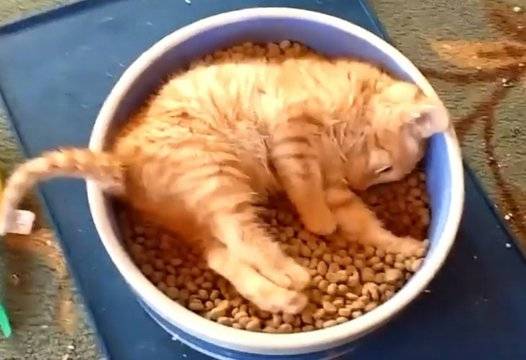 Смешният подход на коте към храната развесели мрежата ВИДЕО |