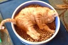 Смешният подход на коте към храната развесели мрежата ВИДЕО |