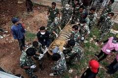 Ужасна смърт застигна 86 „спасени“ тигъра |