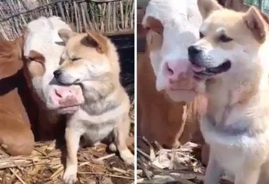 Трогателните прегръдки на куче и крава покориха интернет ВИДЕО |