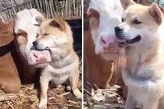 Трогателните прегръдки на куче и крава покориха интернет ВИДЕО |