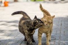 Запознайте се с първото клонирано коте в Китай СНИМКА |