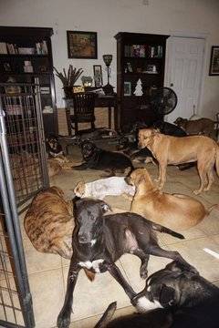 Жена превърна дома си в приют за кучета заради урагана “Дориан“ СНИМКИ |