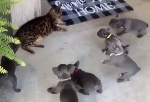 Невъзмутим котарак се справи с няколко френски булдози ВИДЕО |