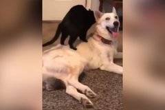 Приятелство: Куче се остави на лапите на коте-масажист ВИДЕО |