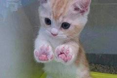 За по-хубав ден: СНИМКИ на лапички на сладки котета |