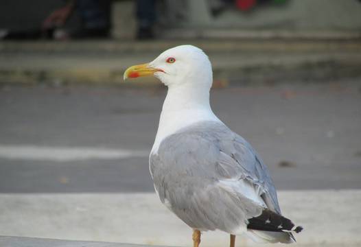 Не е за вярване защо гларусите мигрират във вътрешността на страната |