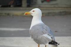 Не е за вярване защо гларусите мигрират във вътрешността на страната |