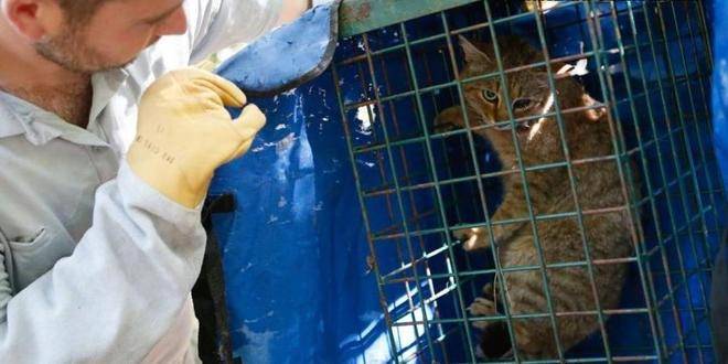 Откриха нов животински вид: Тайнствена котка-лисица побърка фермерите в Корсика |