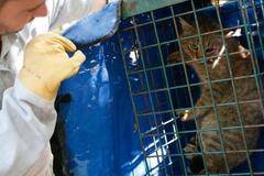 Откриха нов животински вид: Тайнствена котка-лисица побърка фермерите в Корсика |