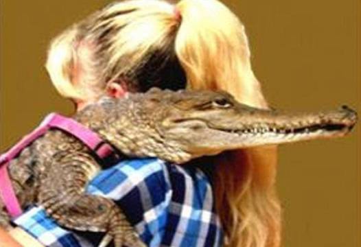 Жена гледа пет крокодила в апартамента си и дори спи с тях (СНИМКИ)