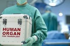 Китайското правителство може да е фалшифицирало данните за трансплантации на органи, твърди научен доклад