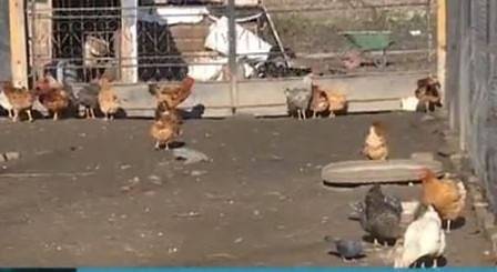 Огнище на нюкасълска болест по птиците в Румъния, БАБХ с мерки за биосигурност