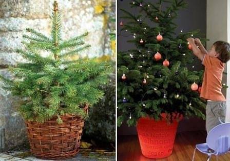 Започва благотворителна кампания за закупуване на живи елхички