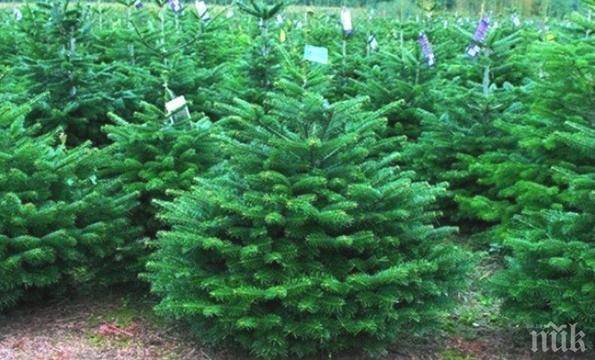 Благотворителна кампания на МЗХГ за закупуване на живи елхички