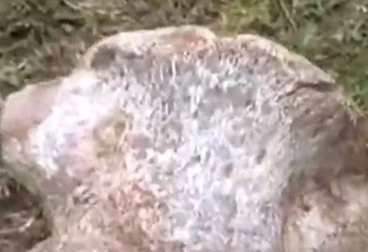 Сензационно: Учени от Еквадор откриха нов вид динозавър |