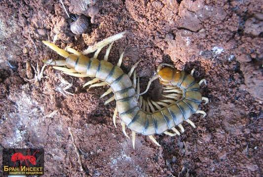 Средиземноморска сколопендра или пръстенчата сколопендра (Scolopendra cingulata) – малко известни факти