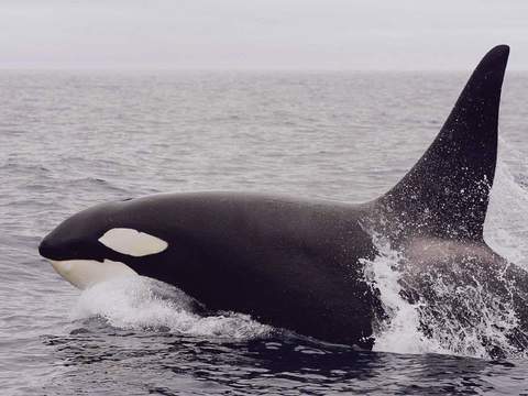 Топ 15: Животните, които живеят най-дълго