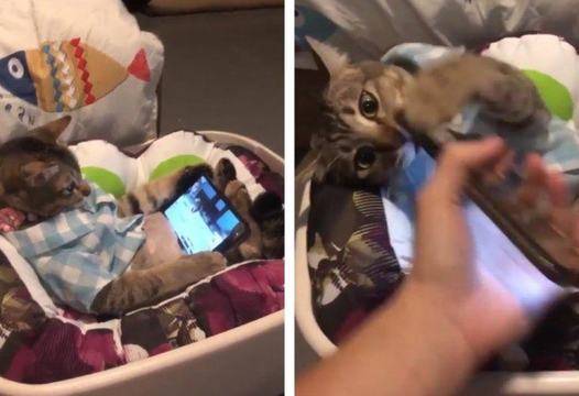 Зависимо от телефона коте се ядоса на собственика си и разсмя мрежата ВИДЕО |