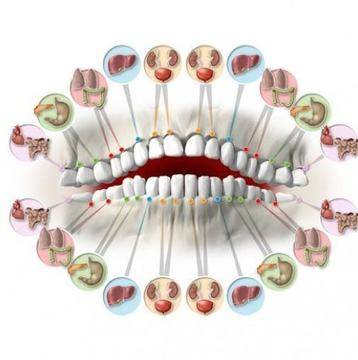 Всеки един зъб е свързан с орган в тялото! Болките във всеки зъб предвещават проблеми в определен орган-Имайте предвид това