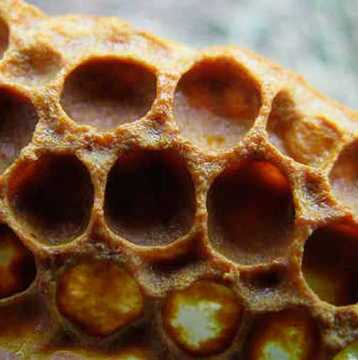 Невероятно! Прополисът унищожава кандида за 8 секунди! Също лекува: генитален херпес, афтозен стоматит, подагра, стомашна…