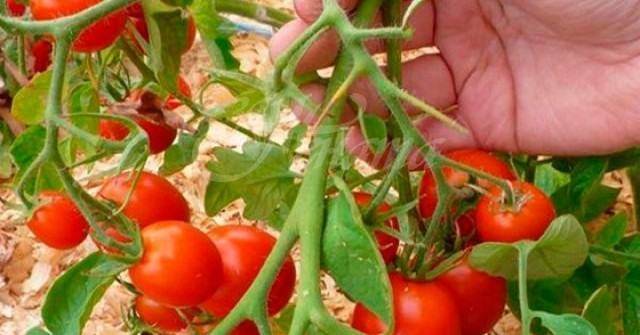 Ето защо не бива да се държат доматите в хладилник