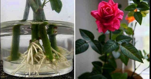 Подариха ми роза на букет, а аз си я засадих в саксийка. Сега ще ви разкрия как да си прихванете корен от това красиво цвете